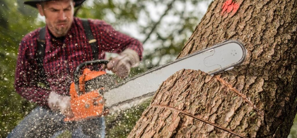 seorang pria sedang memotong pohon besar dengan mesin gergaji mesin